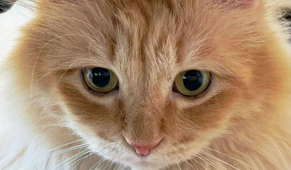 网友捡到一只受伤的橘猫，半年后却被惊艳到：捡到宝了