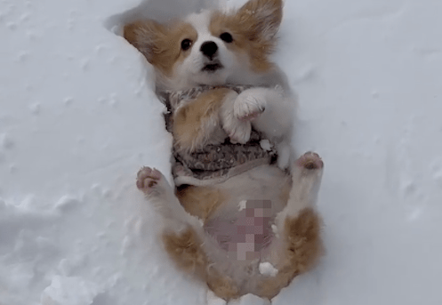 将狗狗放在雪地上，它躺在上面不愿起来了！狗：我感冒200起步！