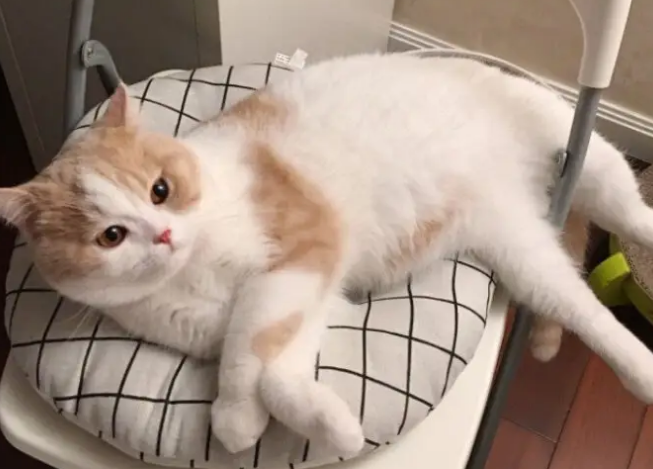小猫多久会自己排便 小猫多久会自己排便