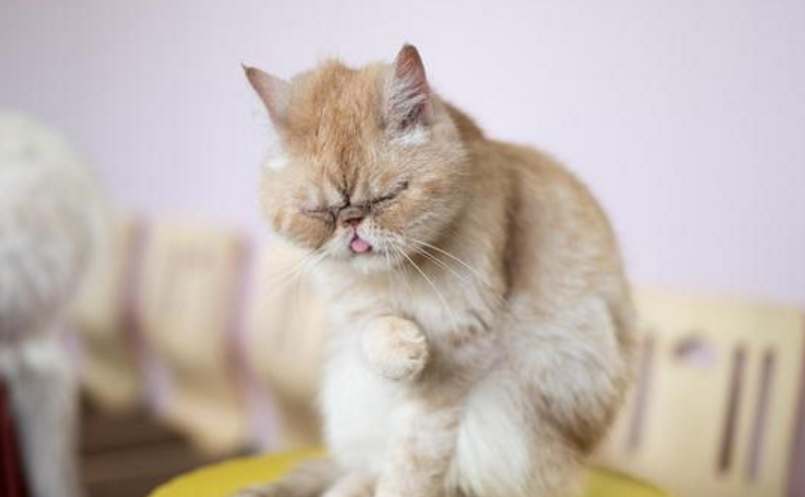 养猫的人虐猫 养猫的人虐猫
