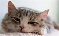 小猫感冒了能自愈吗