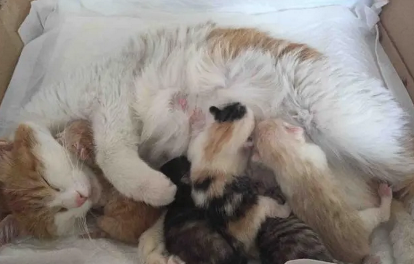 怎么找到母猫生的小猫 怎么找到母猫生的小猫