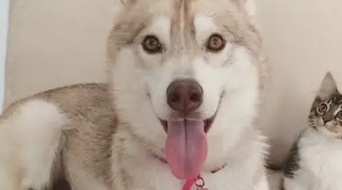 眼看“宝座”被狼犬抢走，可是又打不过它