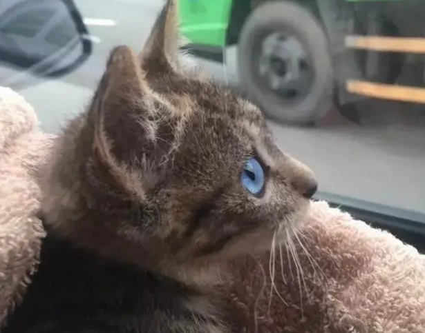 捡了一只小狸花猫,养大发现眼睛是蓝色的,像蓝宝石一样漂亮 捡了一只小狸花猫,养大发现眼睛是蓝色的,像蓝宝石一样漂亮