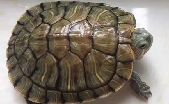 巴西龟死亡原因