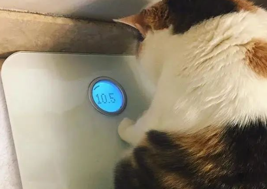 家有萌宠 | 绝美三花猫,简直是“偷心大盗” 家有萌宠 | 绝美三花猫,简直是“偷心大盗”