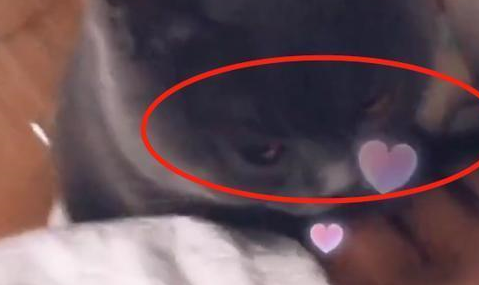 猫咪用亲亲的方式叫醒女主,还瞅了男主一眼:和我争宠,你还嫩呢 猫咪用亲亲的方式叫醒女主,还瞅了男主一眼:和我争宠,你还嫩呢