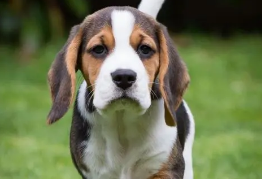 比格犬价位 格格又叫什么