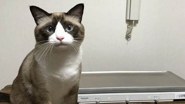 雪鞋猫价格多少钱一只