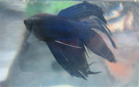 斗鱼死前征兆 斗鱼死前征兆