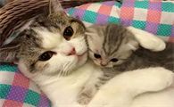 小猫什么时候断奶