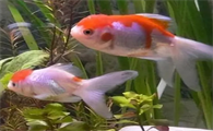 养金鱼怎样养水