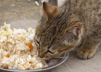 喵分享：收养的流浪猫挑食，流浪猫挑食怎么办，流浪猫会挑食