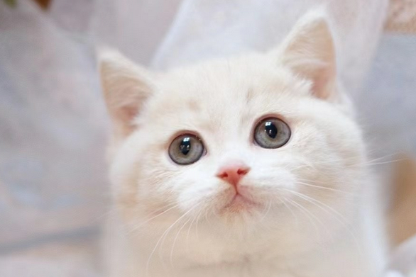 在广州乳白猫咪价格是多少？猫叔来解答