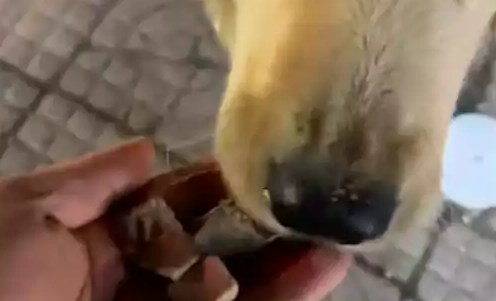 马路上有只走丢的金毛,老板用排骨将它引诱到店里,暂时保它安全 马路上有只走丢的金毛,老板用排骨将它引诱到店里,暂时保它安全