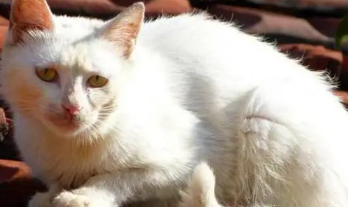 喂了一次流浪猫，就给自己摊上事，猫咪每天理直气壮的来讨食