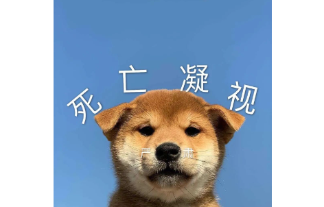 狗子被猫摸一下像触电?网友:像极我那死鬼老公 狗子被猫摸一下像触电?网友:像极我那死鬼老公
