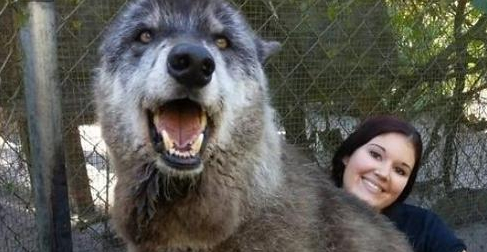 狗狗变成狼,主人无法接受欲送安乐,不曾想误打误撞过上幸福生活 狗狗变成狼,主人无法接受欲送安乐,不曾想误打误撞过上幸福生活