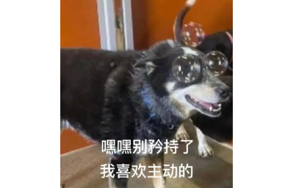 10岁大金毛被主人从农村接到城里上学，主人：我也不懂，但大学生说要这么做