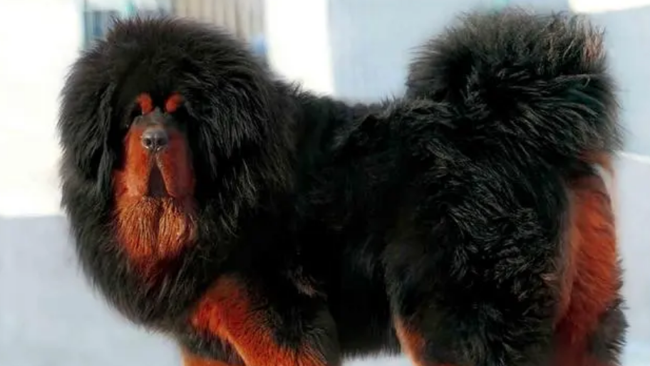 世界上仅存1-2只的藏獒之王—— 鬼獒 ！