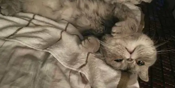 加菲猫被二货主人剃了毛,秒变霸王龙,整天以泪洗面、好委屈 加菲猫被二货主人剃了毛,秒变霸王龙,整天以泪洗面、好委屈