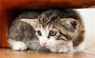 小猫发抖是什么原因