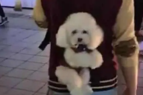 小哥把泰迪背在身后逛街,小家伙全程都很乖巧,把路人都萌翻了 小哥把泰迪背在身后逛街,小家伙全程都很乖巧,把路人都萌翻了