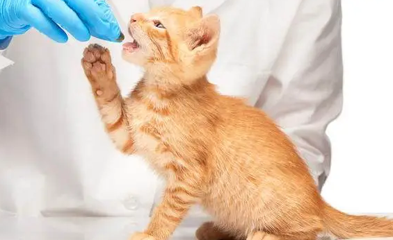 petvet宠物药品安全吗