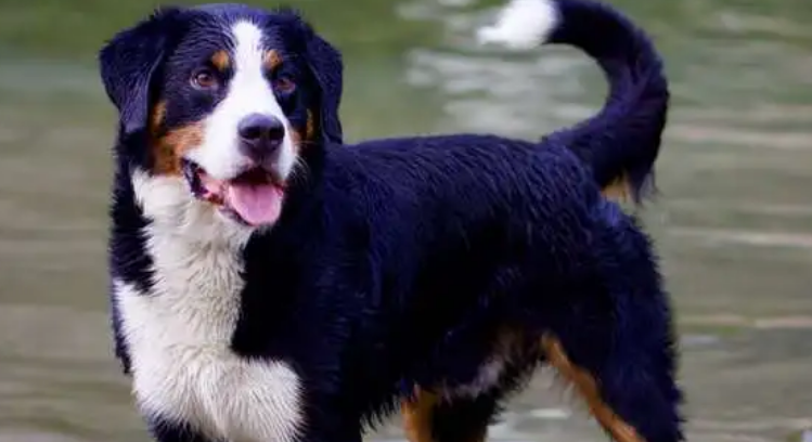伯恩山犬吃什么?某些食物可致命 伯恩山犬吃什么?某些食物可致命