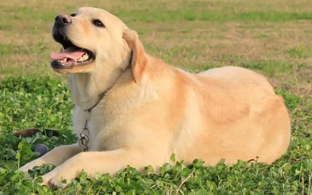拉布拉多犬吃什么食物 拉布拉多犬吃什么食物
