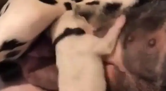 小狗摇头晃脑疯狂喝奶,狗妈妈却面不改色,让人直呼母爱伟大 小狗摇头晃脑疯狂喝奶,狗妈妈却面不改色,让人直呼母爱伟大