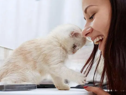 小猫喜欢主人的15种表示