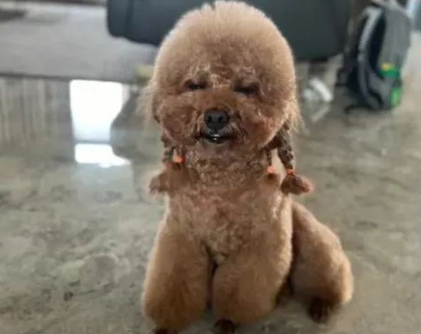别再误解你的泰迪犬了！这6个道歉信号，99%的主人都不知道！