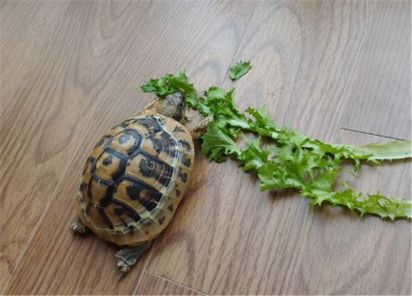 陆龟十种蔬菜 陆龟十种蔬菜