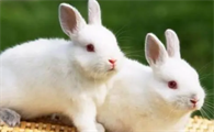 兔子可以跟兔妈妈繁殖吗