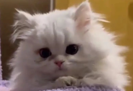 女子发现猫咪惨死洗衣机中,怀疑合租者系凶手,当事人:哭了三天还做噩梦 女子发现猫咪惨死洗衣机中,怀疑合租者系凶手,当事人:哭了三天还做噩梦
