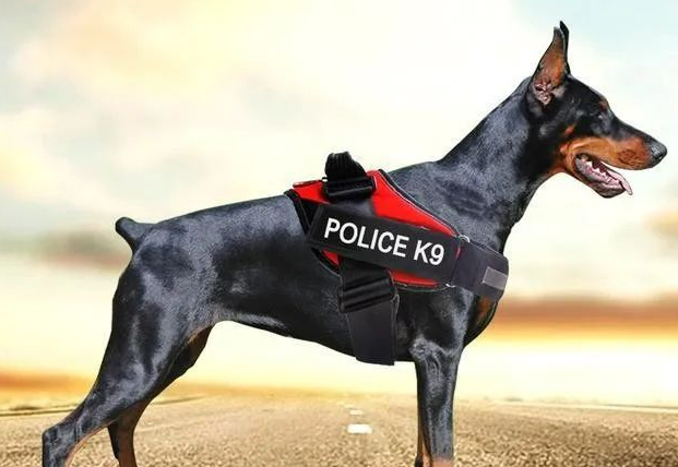 警犬的品种有哪些 这10种警犬帅爆战场！