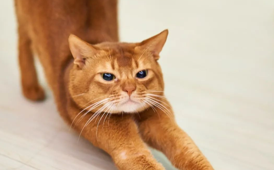 大半夜被猫一口吐在头上,铲屎官梦中惊坐起:啊啊啊当场就差点哭了! 大半夜被猫一口吐在头上,铲屎官梦中惊坐起:啊啊啊当场就差点哭了!