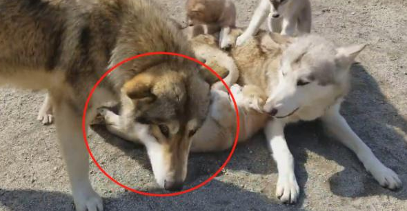 二哈跟狼犬生了6只宝宝,结果没一只像它 二哈跟狼犬生了6只宝宝,结果没一只像它