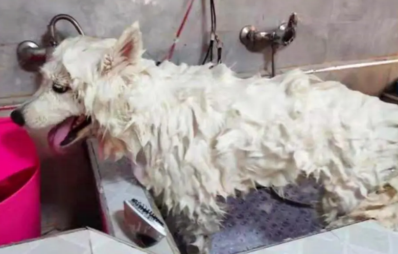 Pet Honesty宠物洗发水怎么样
