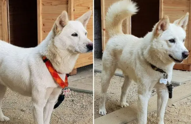 丰山犬成青瓦台新宠,动物外交再显奇效,一对狗狗搞定两国关系 丰山犬成青瓦台新宠,动物外交再显奇效,一对狗狗搞定两国关系