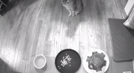 重磅发现！猫咪喜欢不劳而获？