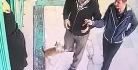 怪猫每天攻击男人与狗，但妇女和儿童它却不理，原因可能是这样