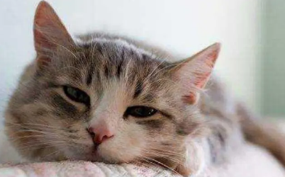 小猫身体一直轻微的抖为什么 小猫身体一直轻微的抖为什么