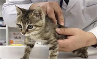 小猫几个月打疫苗