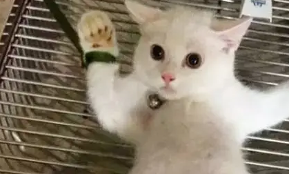 猫咪被拉去绝育，回来后要找警察：警察叔叔有人偷我东西！