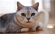 在哪买猫便宜又安全