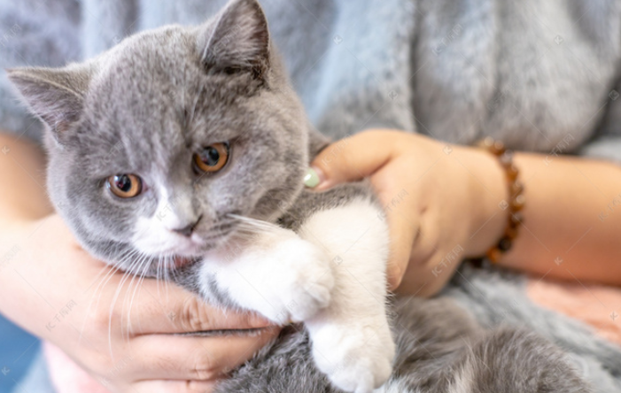 顺风车托运的宠物猫死亡，经法院调解”