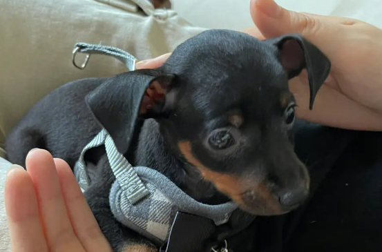 100元的小鹿狗图片幼犬
