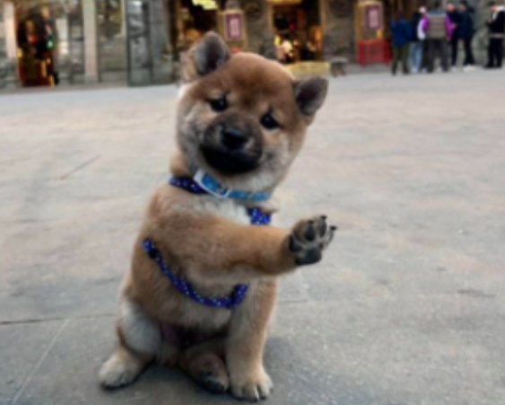 柴犬听到要拍照后,主动举掌说嗨,路人全看傻眼了:好聪明! 柴犬听到要拍照后,主动举掌说嗨,路人全看傻眼了:好聪明!